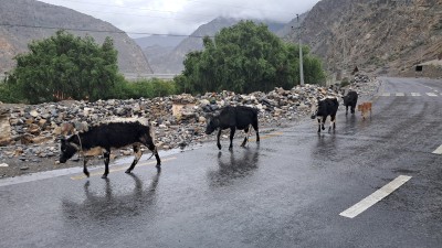  इको सिस्टममा महत्वपूर्ण योगदान पुर्याउने हिमाली लुलु गाई लोपोन्मुख अवस्थामा 